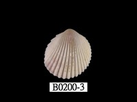 藏品(黃邊鳥尾蛤)的圖片